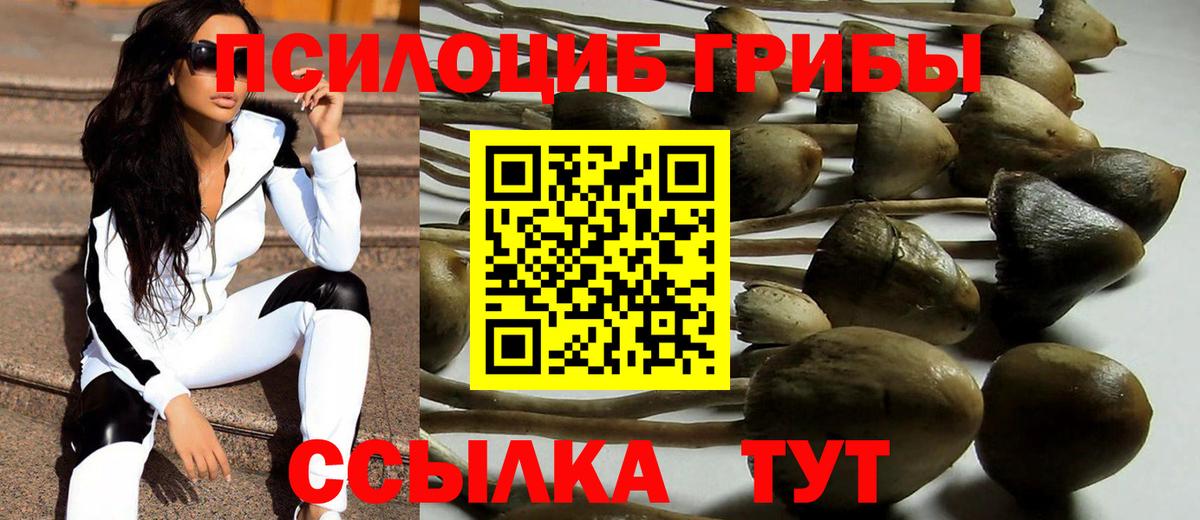 Галлюциногенные грибы Psilocybe Североморск